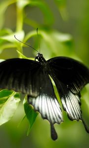 Preview wallpaper macro, butterfly, grass, green