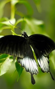 Preview wallpaper macro, butterfly, grass, green