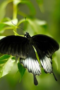 Preview wallpaper macro, butterfly, grass, green