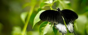 Preview wallpaper macro, butterfly, grass, green