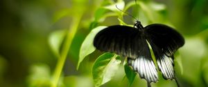 Preview wallpaper macro, butterfly, grass, green