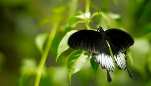 Preview wallpaper macro, butterfly, grass, green