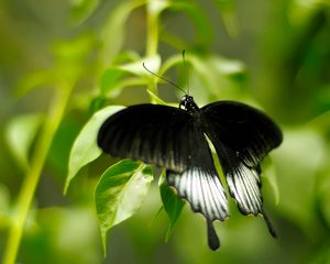 Preview wallpaper macro, butterfly, grass, green