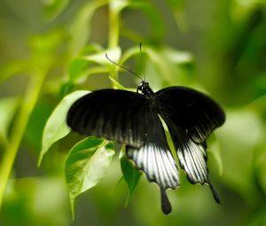 Preview wallpaper macro, butterfly, grass, green