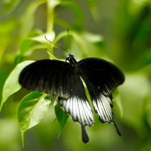 Preview wallpaper macro, butterfly, grass, green