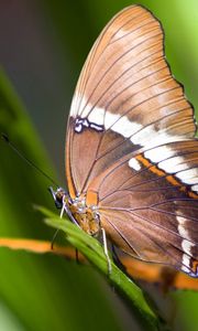 Preview wallpaper macro, butterfly, grass, leaves, brown