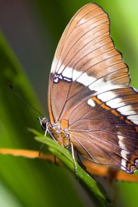 Preview wallpaper macro, butterfly, grass, leaves, brown