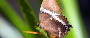 Preview wallpaper macro, butterfly, grass, leaves, brown