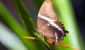 Preview wallpaper macro, butterfly, grass, leaves, brown