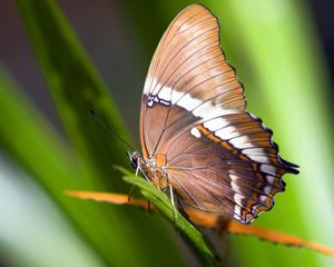 Preview wallpaper macro, butterfly, grass, leaves, brown