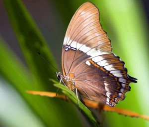 Preview wallpaper macro, butterfly, grass, leaves, brown