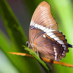 Preview wallpaper macro, butterfly, grass, leaves, brown