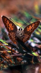 Preview wallpaper macro, butterfly, grass