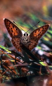 Preview wallpaper macro, butterfly, grass