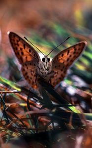 Preview wallpaper macro, butterfly, grass