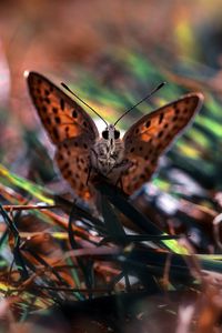 Preview wallpaper macro, butterfly, grass