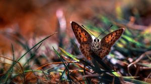 Preview wallpaper macro, butterfly, grass