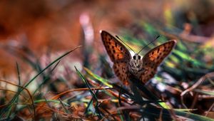 Preview wallpaper macro, butterfly, grass