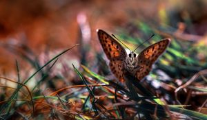 Preview wallpaper macro, butterfly, grass