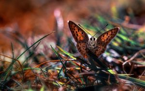 Preview wallpaper macro, butterfly, grass