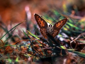 Preview wallpaper macro, butterfly, grass