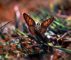 Preview wallpaper macro, butterfly, grass