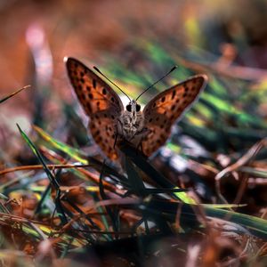 Preview wallpaper macro, butterfly, grass