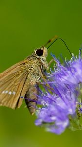 Preview wallpaper macro, butterfly, insect, flower, field