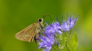 Preview wallpaper macro, butterfly, insect, flower, field