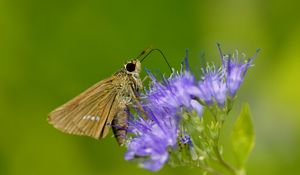 Preview wallpaper macro, butterfly, insect, flower, field