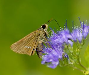 Preview wallpaper macro, butterfly, insect, flower, field