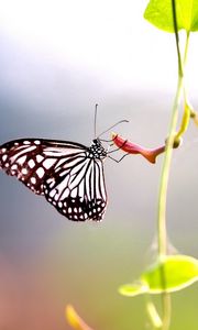 Preview wallpaper macro, butterfly, wings, stem, leaves