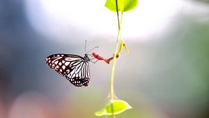 Preview wallpaper macro, butterfly, wings, stem, leaves