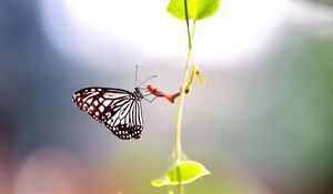 Preview wallpaper macro, butterfly, wings, stem, leaves