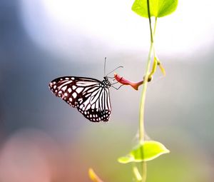 Preview wallpaper macro, butterfly, wings, stem, leaves