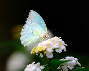 Preview wallpaper macro, butterfly, wings, flower, white