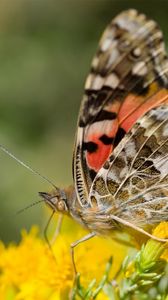 Preview wallpaper macro, butterfly, wings, flowers, yellow, antennae