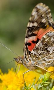 Preview wallpaper macro, butterfly, wings, flowers, yellow, antennae