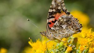 Preview wallpaper macro, butterfly, wings, flowers, yellow, antennae