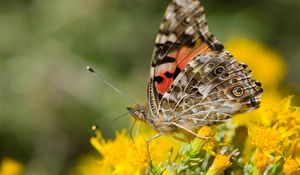 Preview wallpaper macro, butterfly, wings, flowers, yellow, antennae