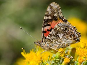 Preview wallpaper macro, butterfly, wings, flowers, yellow, antennae