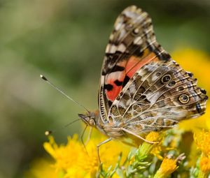 Preview wallpaper macro, butterfly, wings, flowers, yellow, antennae