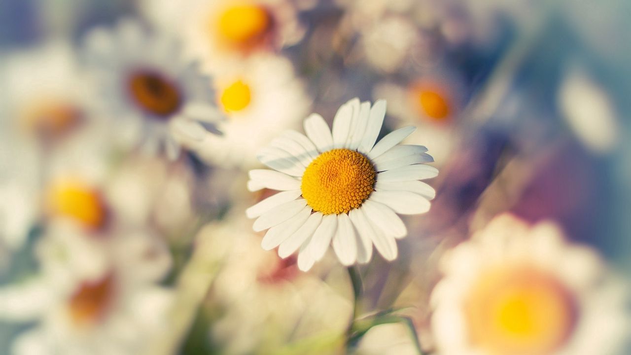 Wallpaper macro, daisy, flower