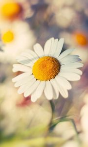 Preview wallpaper macro, daisy, flower