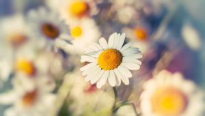 Preview wallpaper macro, daisy, flower