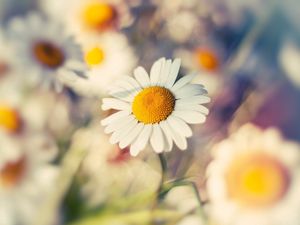 Preview wallpaper macro, daisy, flower