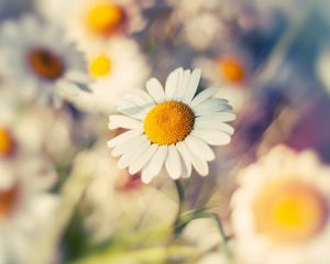 Preview wallpaper macro, daisy, flower