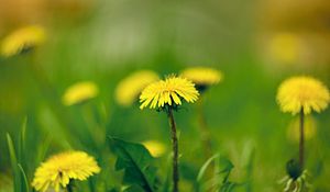 Preview wallpaper macro, dandelions, spring, dandelion, helios