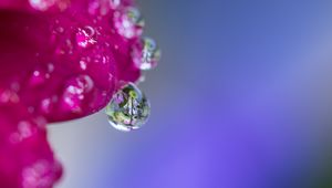 Preview wallpaper macro, drop, flower, reflection