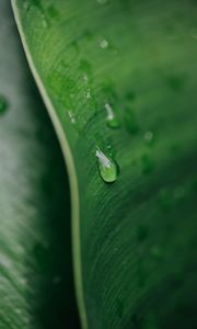 Preview wallpaper macro, drop, leaf, green